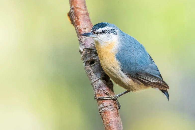 small blue and tan bird sitting on a nch