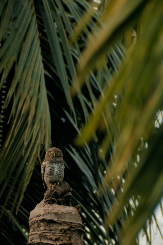 small brown bird sitting on top of a tree stump