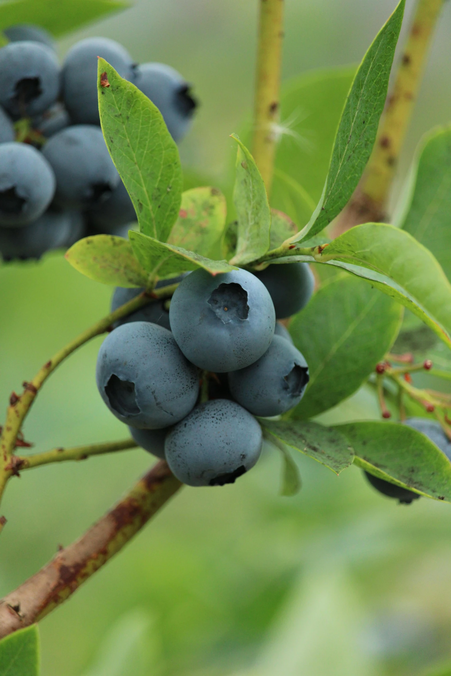 bunch of blue berries hanging on the nch of a tree