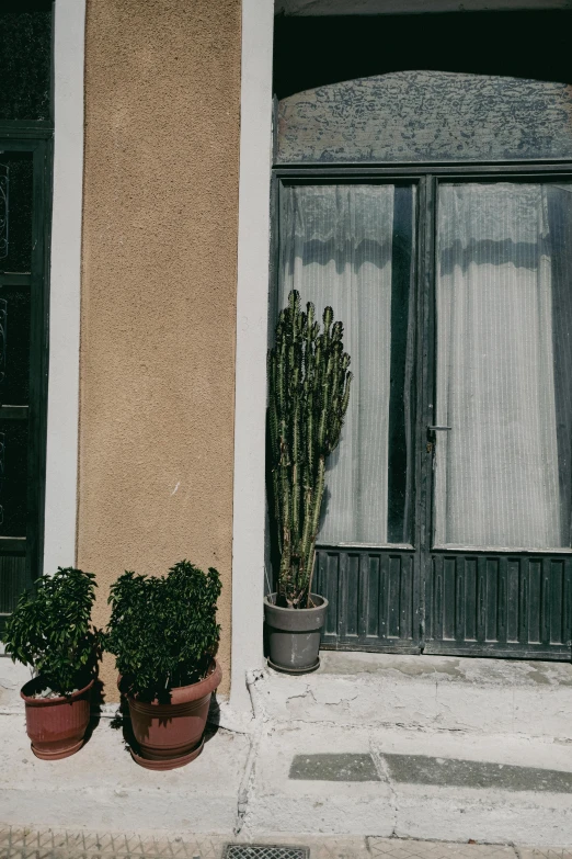 two potted plants sit in front of a window