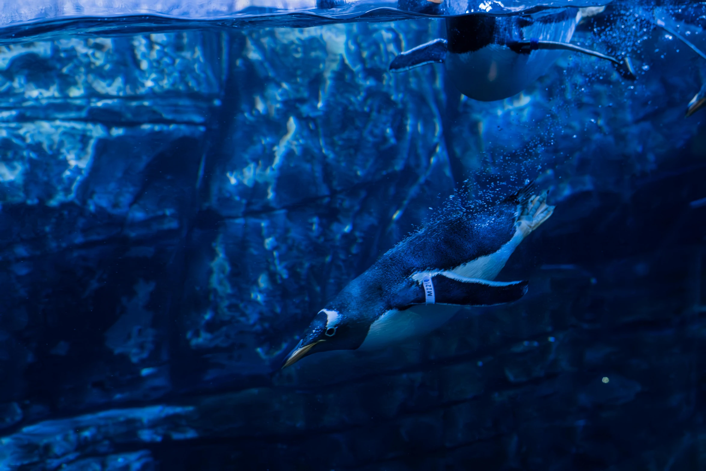 a penguin is swimming in an aquarium filled with water