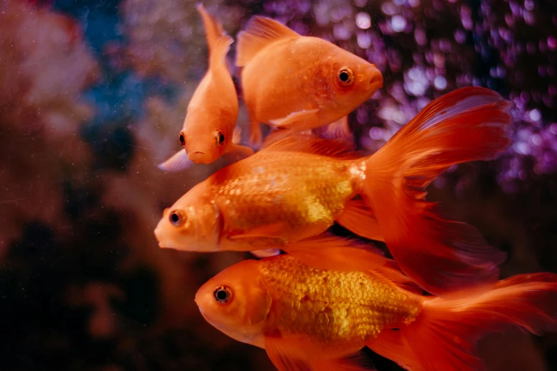 three small fish in a large tank