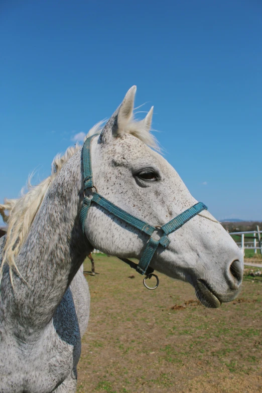 a horse in a field with its nose up