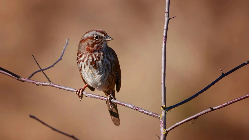 a brown bird perched on a thin nch