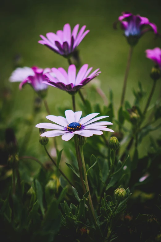 some pink and white flowers in a field