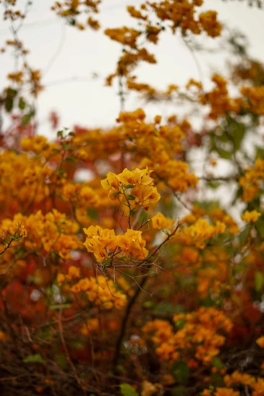 an orange flower stands tall over a group of yellow flowers