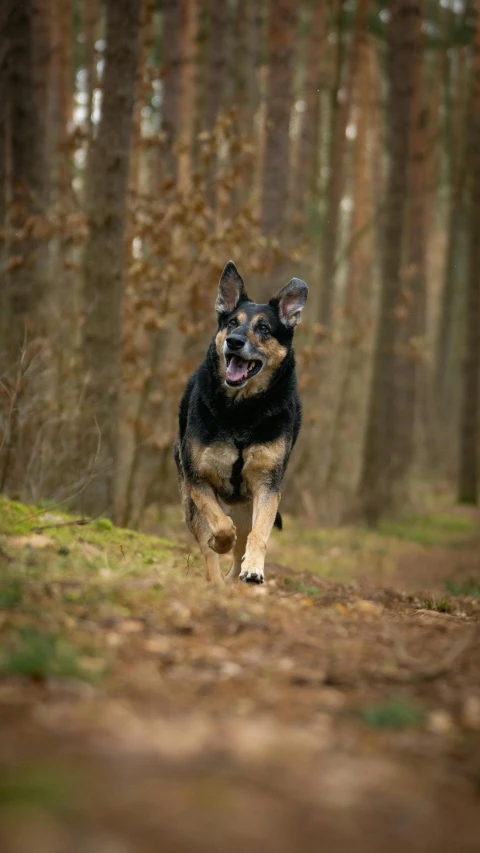 a large dog that is running through some dirt