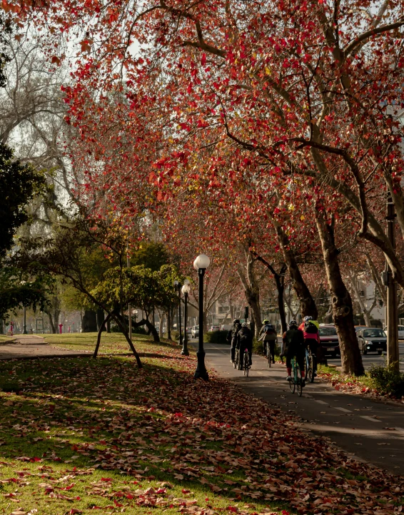 people riding bicycles and walking through an urban park