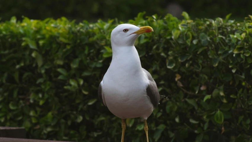 a gray and white bird with a yellow beak is on a ledge