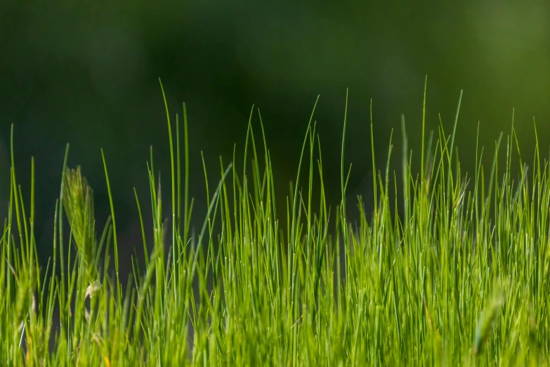 a close up of tall grass in the sunlight