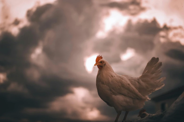 a white and red chicken standing on the ground