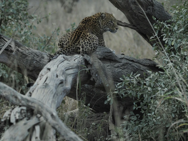 a leopard stands atop a fallen tree while looking out