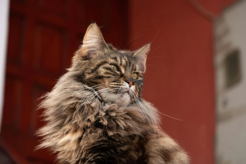 a large cat sits on a fence