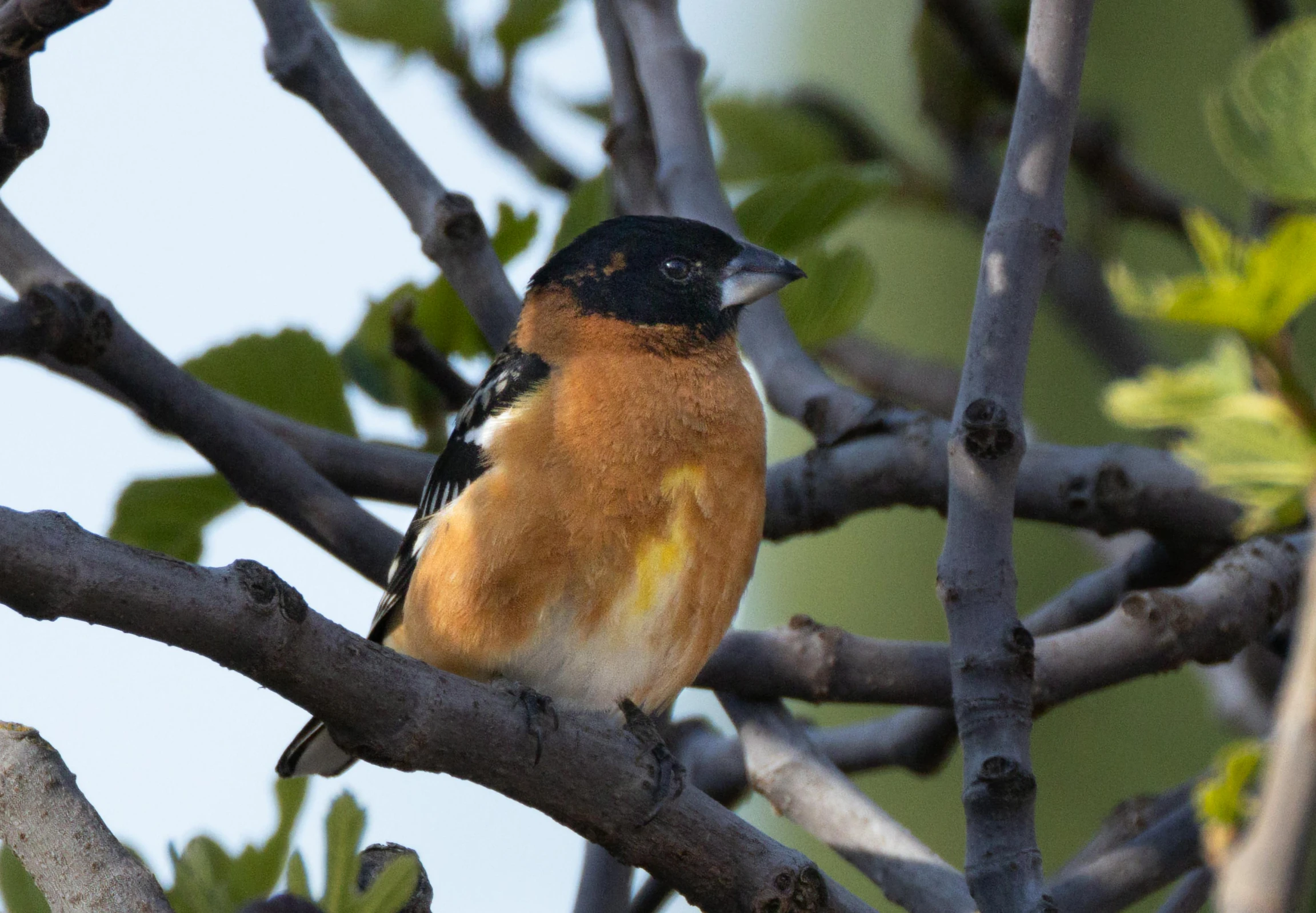 a bird that is sitting on a nch