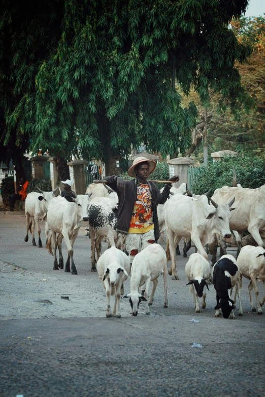 a person in a straw hat herds white cows