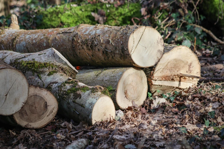 several wood logs with moss growing on them