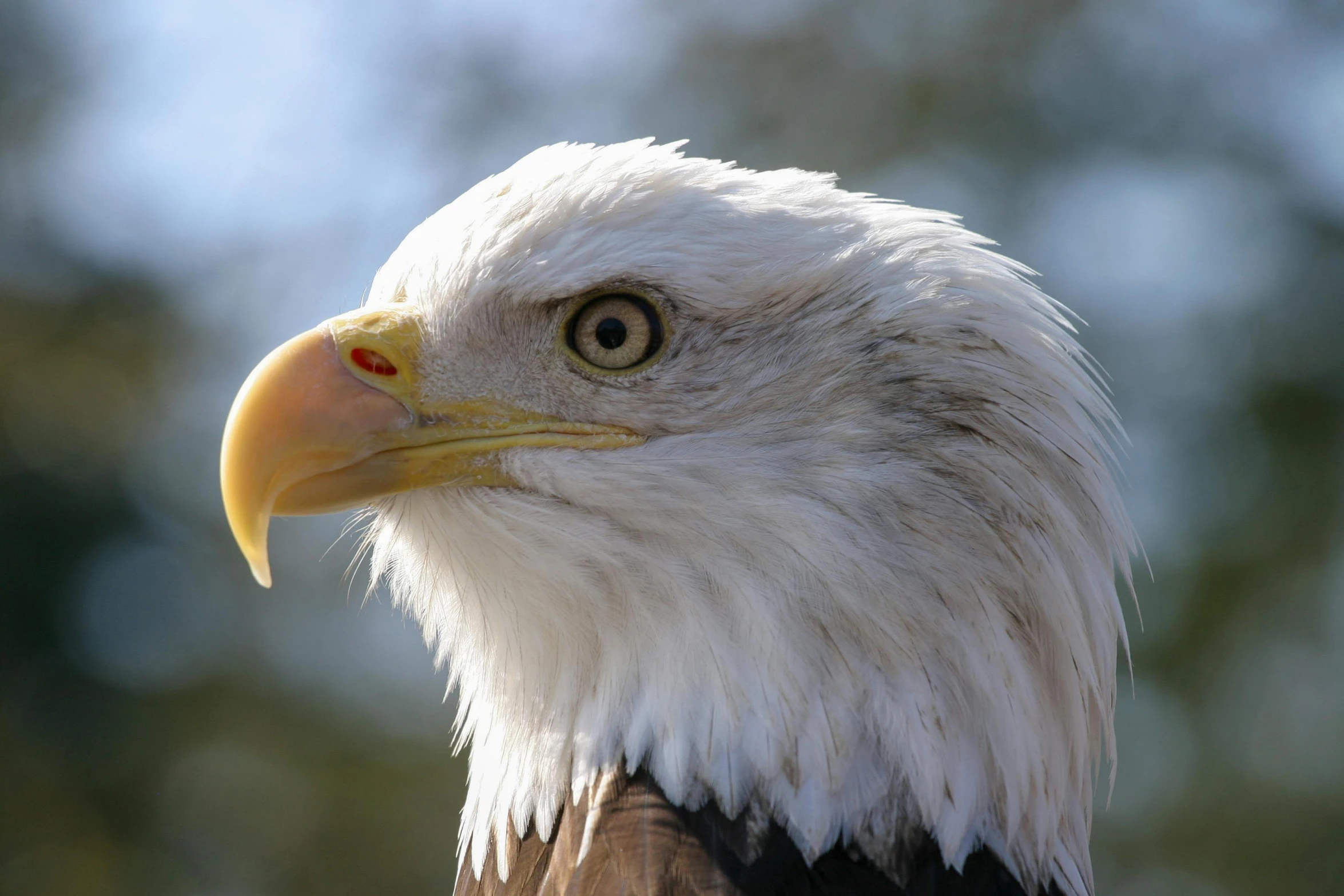 an eagle with white, yellow and black feathers