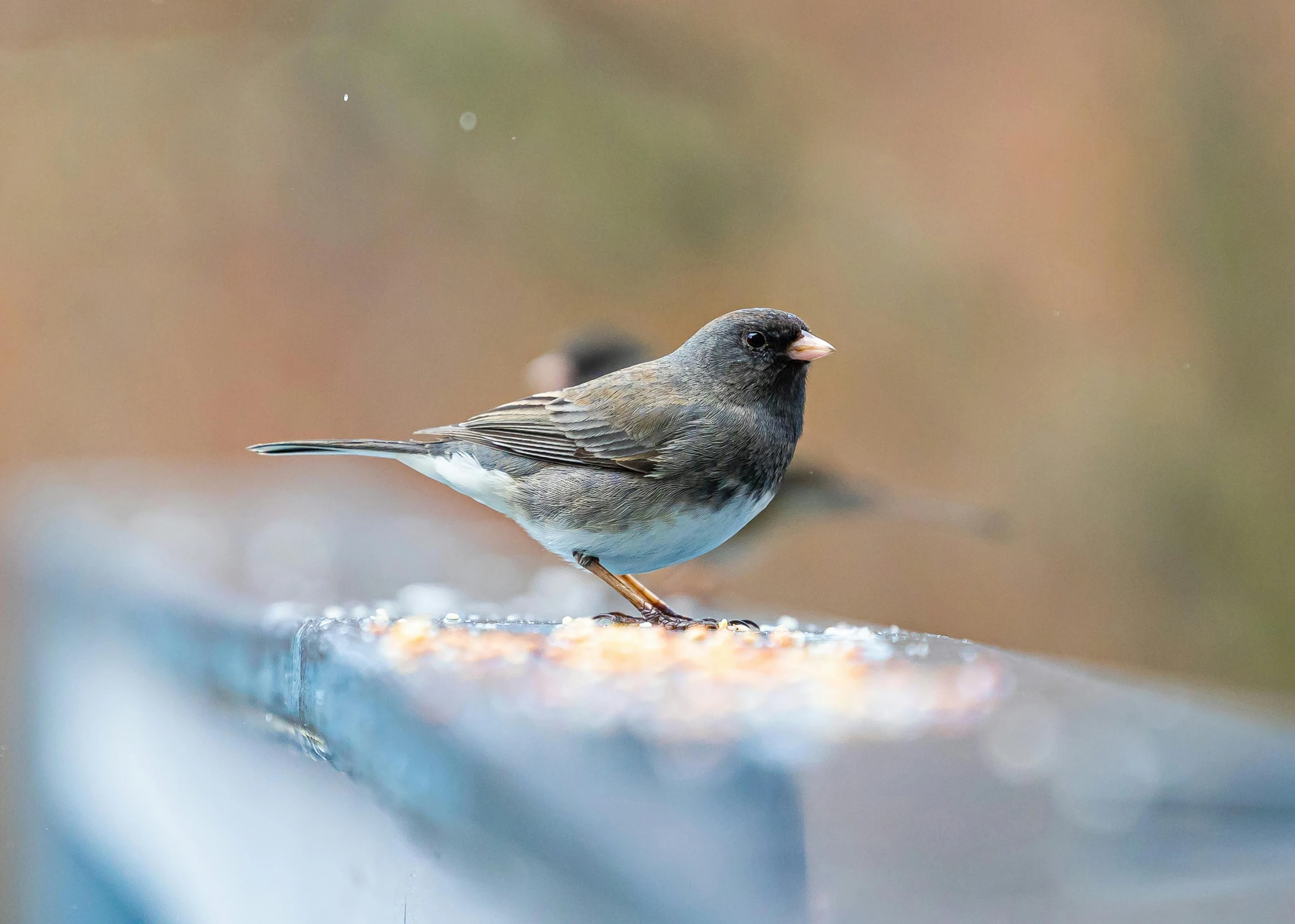 a little bird that is perched on the edge of a glass fence