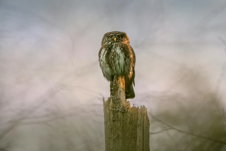 an owl standing on top of a wooden pole