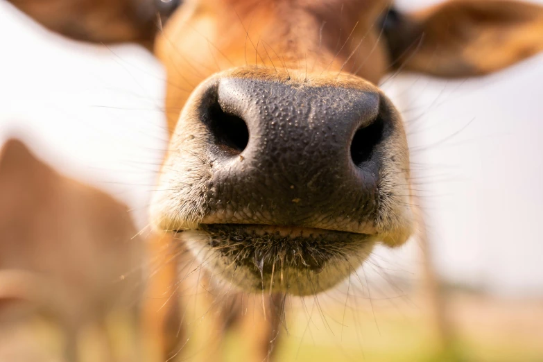 close up view of a small animal with one ear pointed