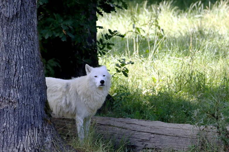 the white dog is standing near a tree trunk