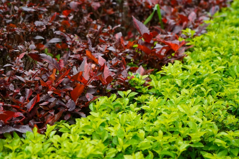 several plants that are all lined up on the floor