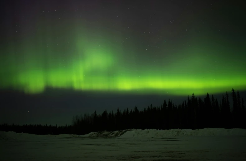 the aurora lights up in the night sky above trees