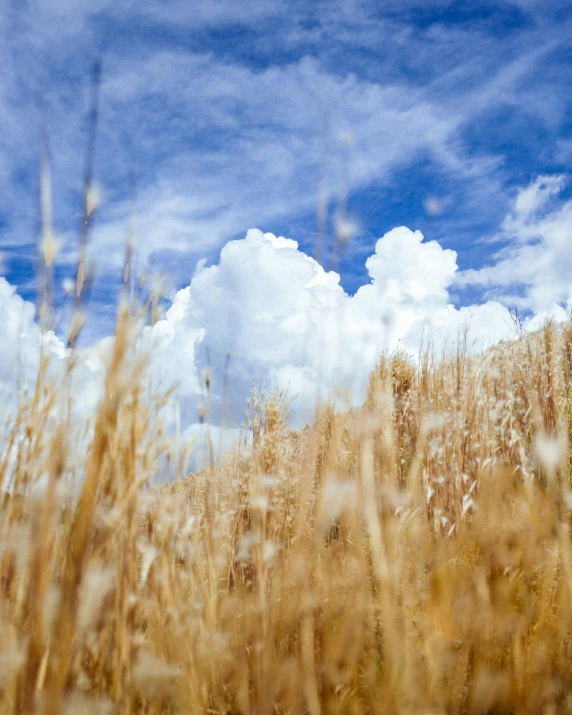 a bird standing in a corn field under cloudy skies