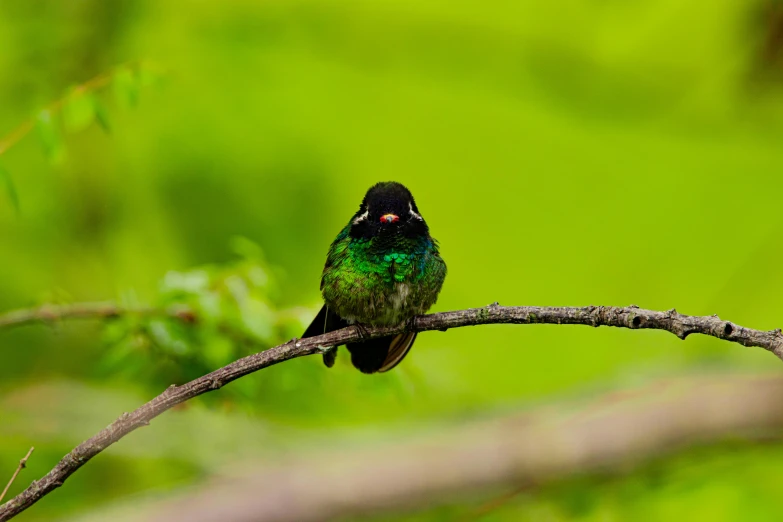 a small green bird sitting on top of a nch