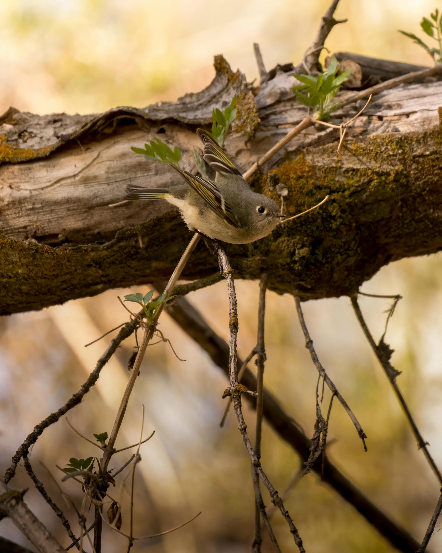 a green and white bird on a tree nch