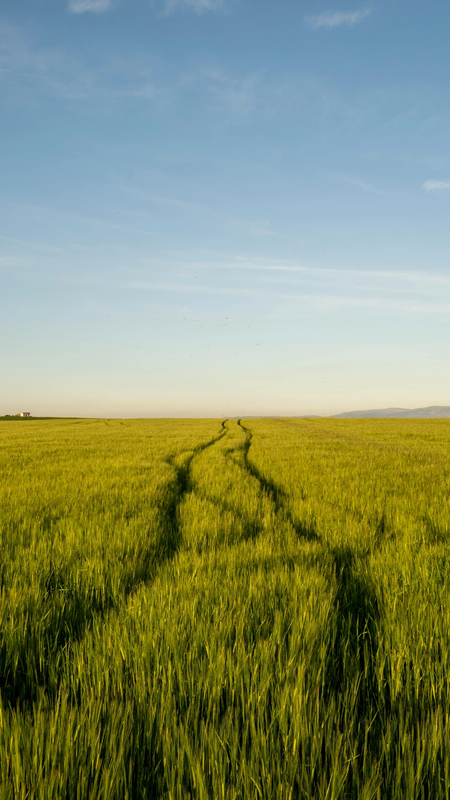 there is a big field of green with a single tree in the distance