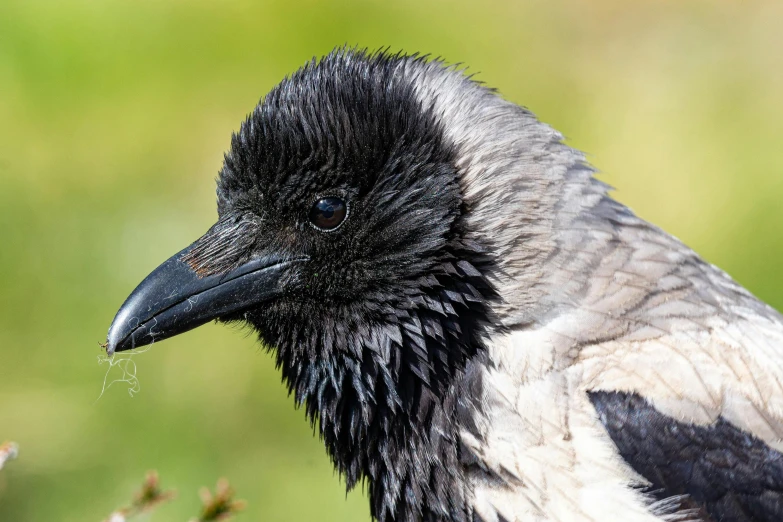 a close up picture of a raven's head