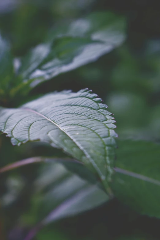 closeup of large leaf with a little bit of water droplets