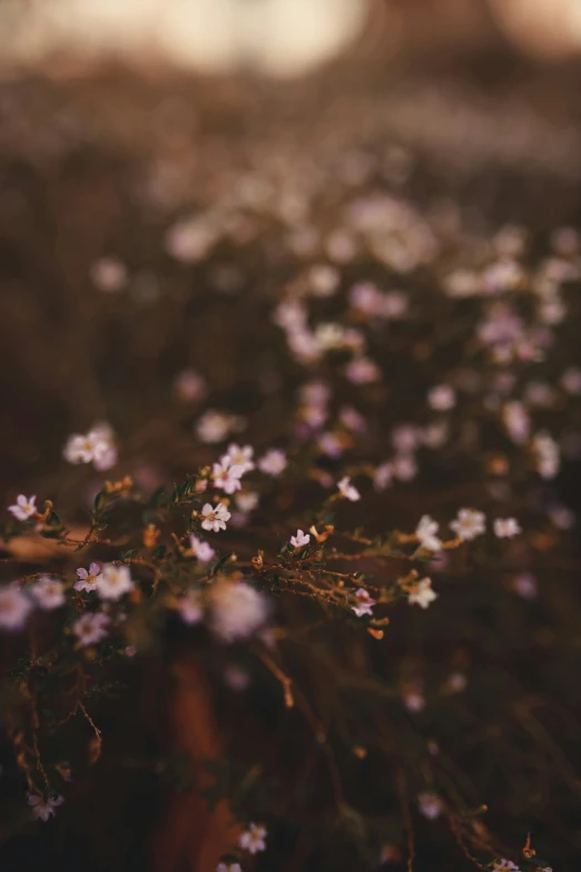 a very pretty flower with small white flowers in it