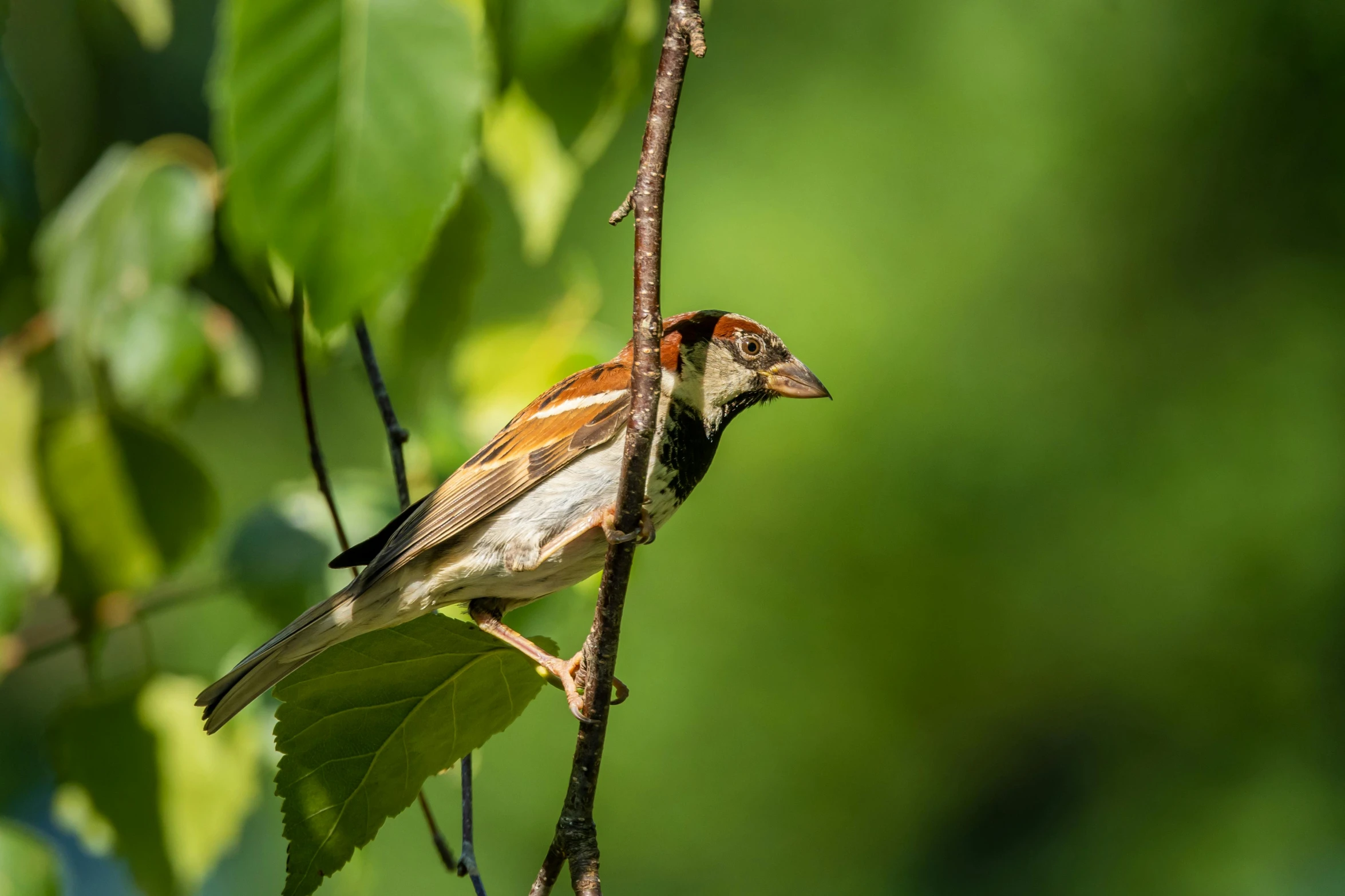 a bird perched on a nch with leaves around it