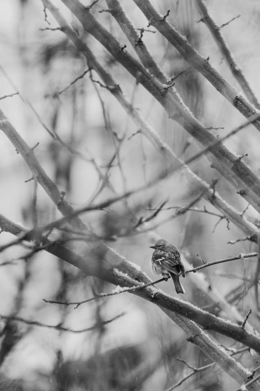 a small bird perched on a tree nch