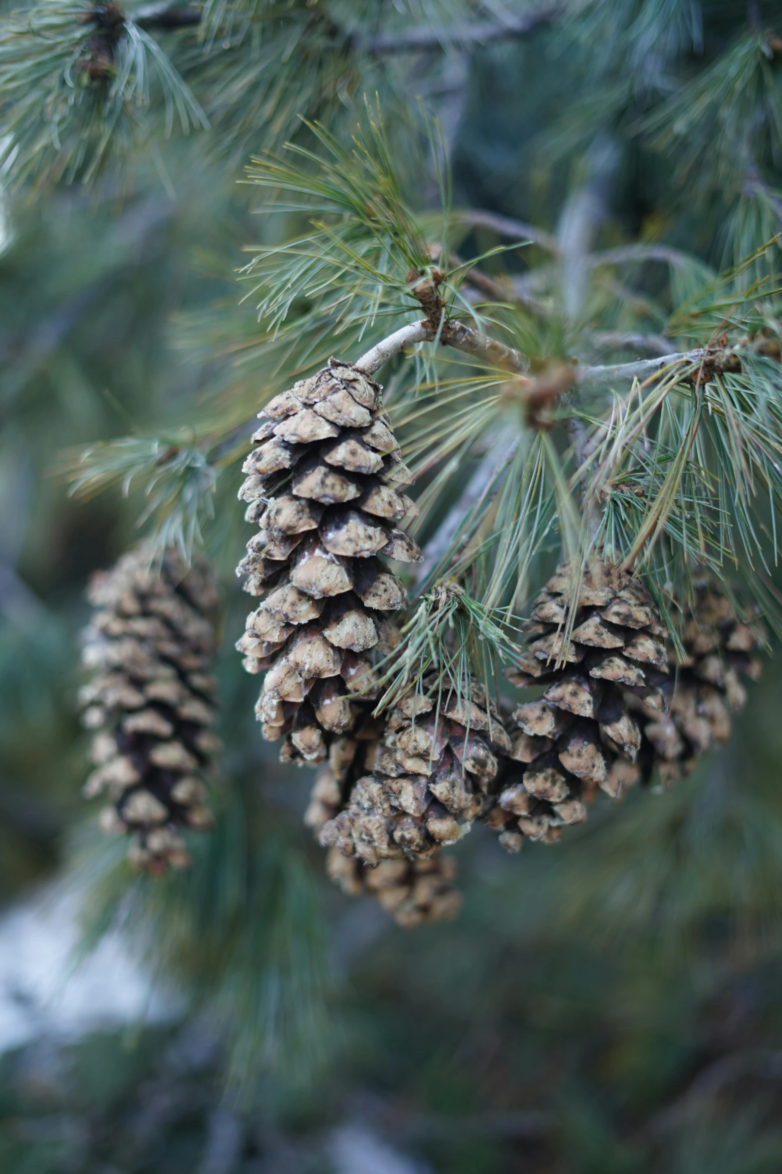 two pine cones are hanging from a tree