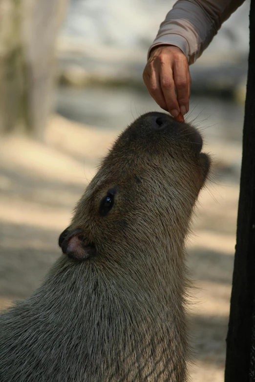 a capybara animal that is sticking it's head into its mouth