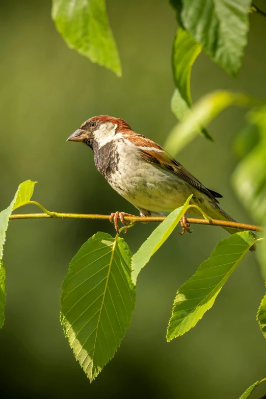 a brown and white bird sitting on a nch