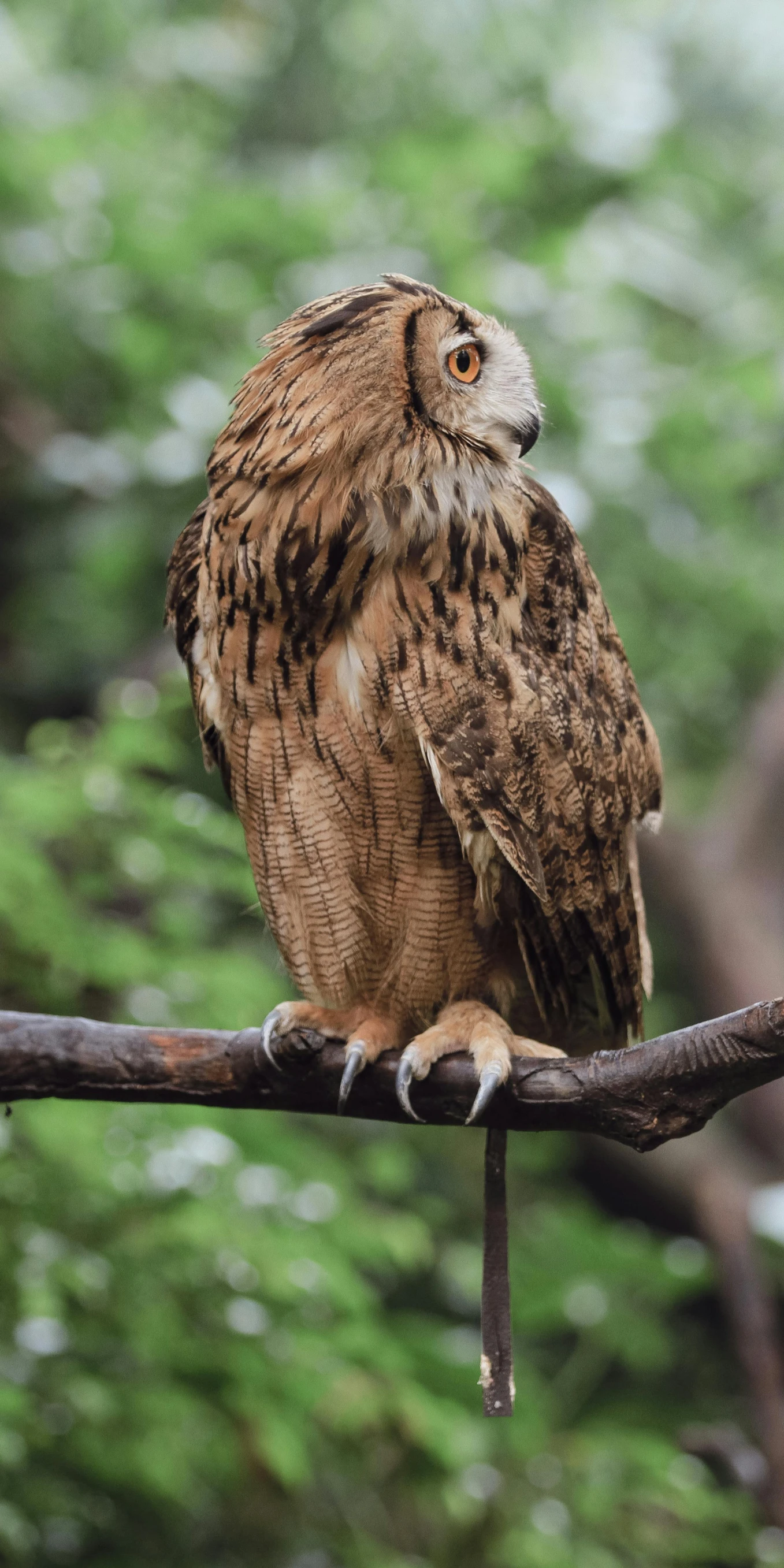 an owl sitting on a twig with green foliage behind