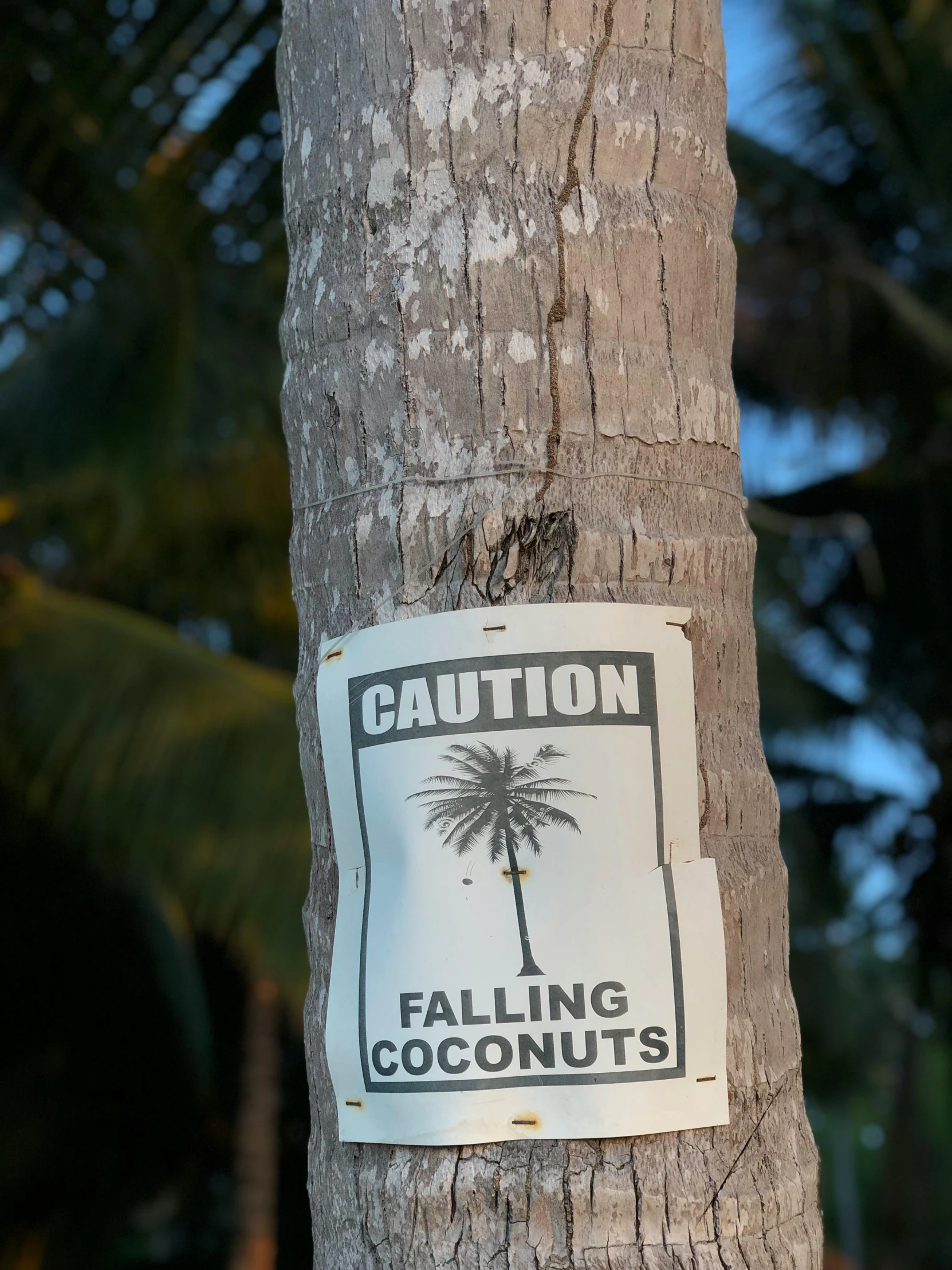 this sticker has been placed on the bark of this palm tree