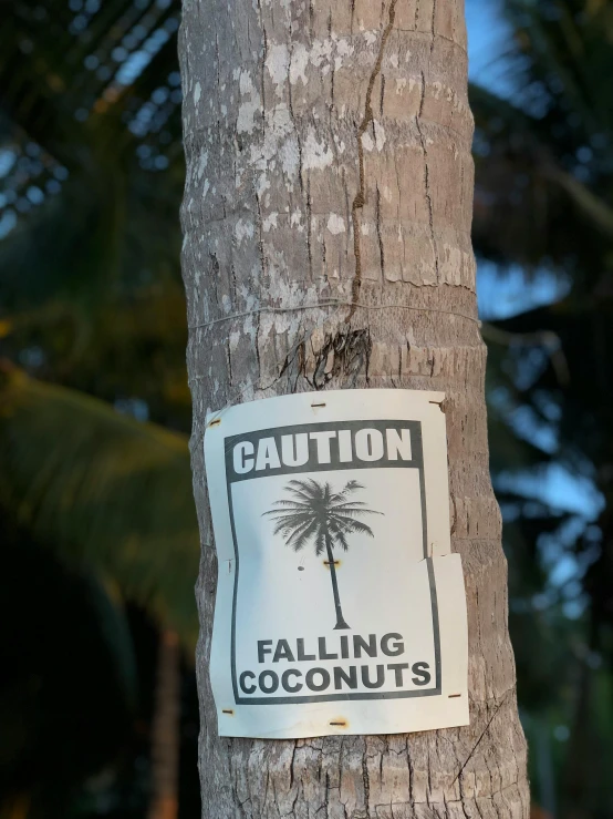 this sticker has been placed on the bark of this palm tree