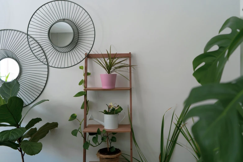 various house plants and a mirror in a white room