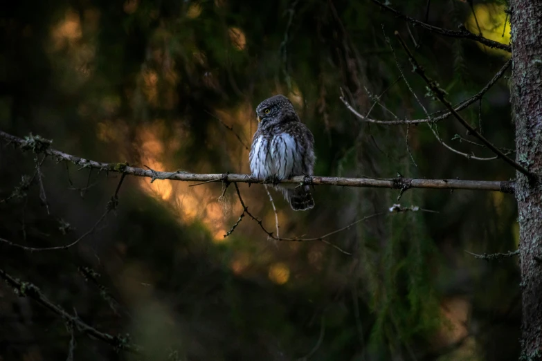 a brown and gray owl sitting on top of a nch