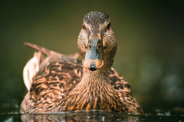 a small brown duck is floating on water