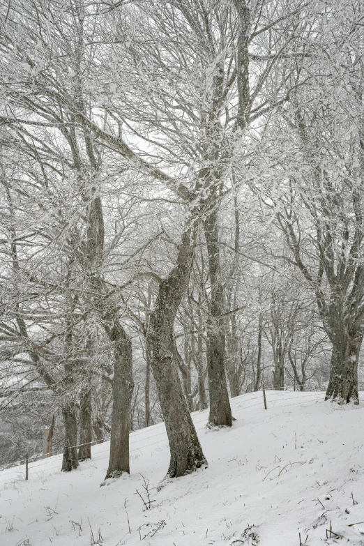 several trees on a snowy hillside with no leaves