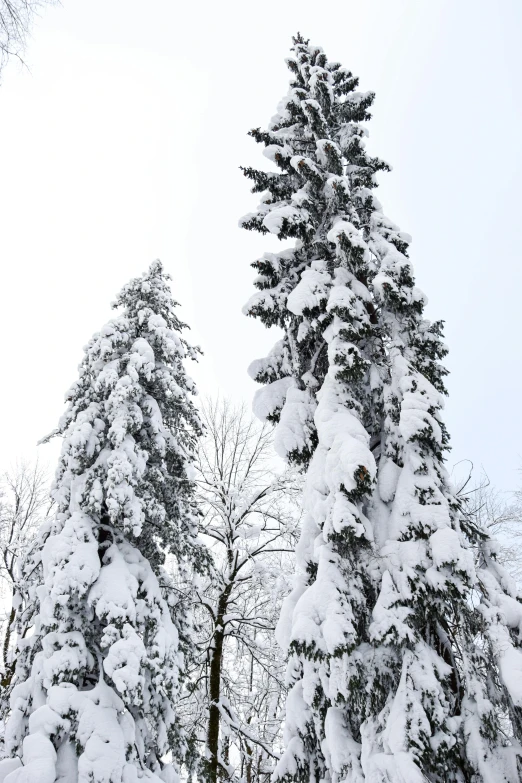 some very pretty snow covered pine trees by the grass