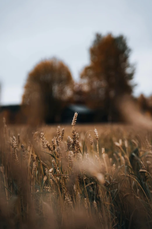 a field with some very tall grass on the field