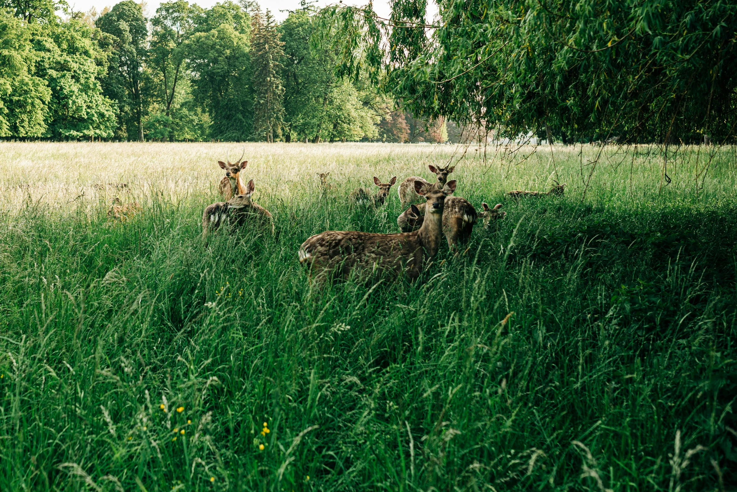 a couple of deers that are sitting in the grass