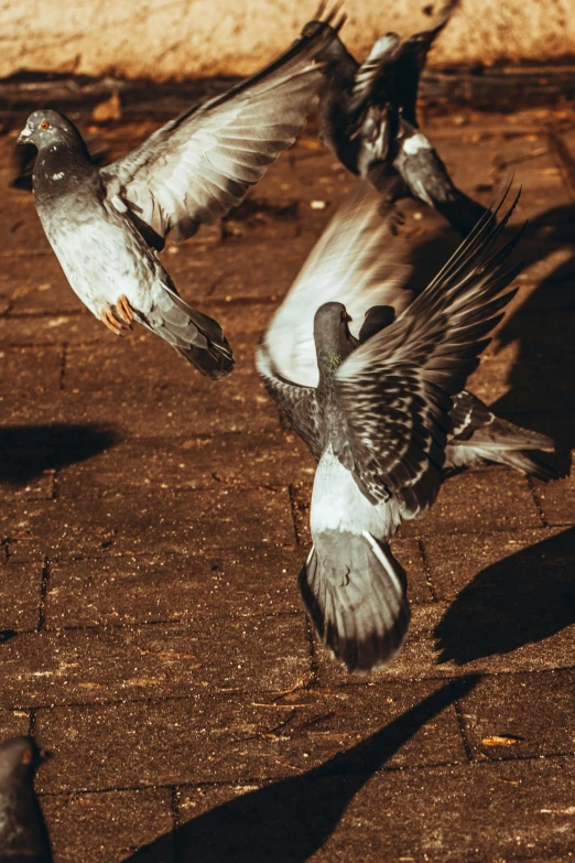 three birds flying in the air with their wings outstretched